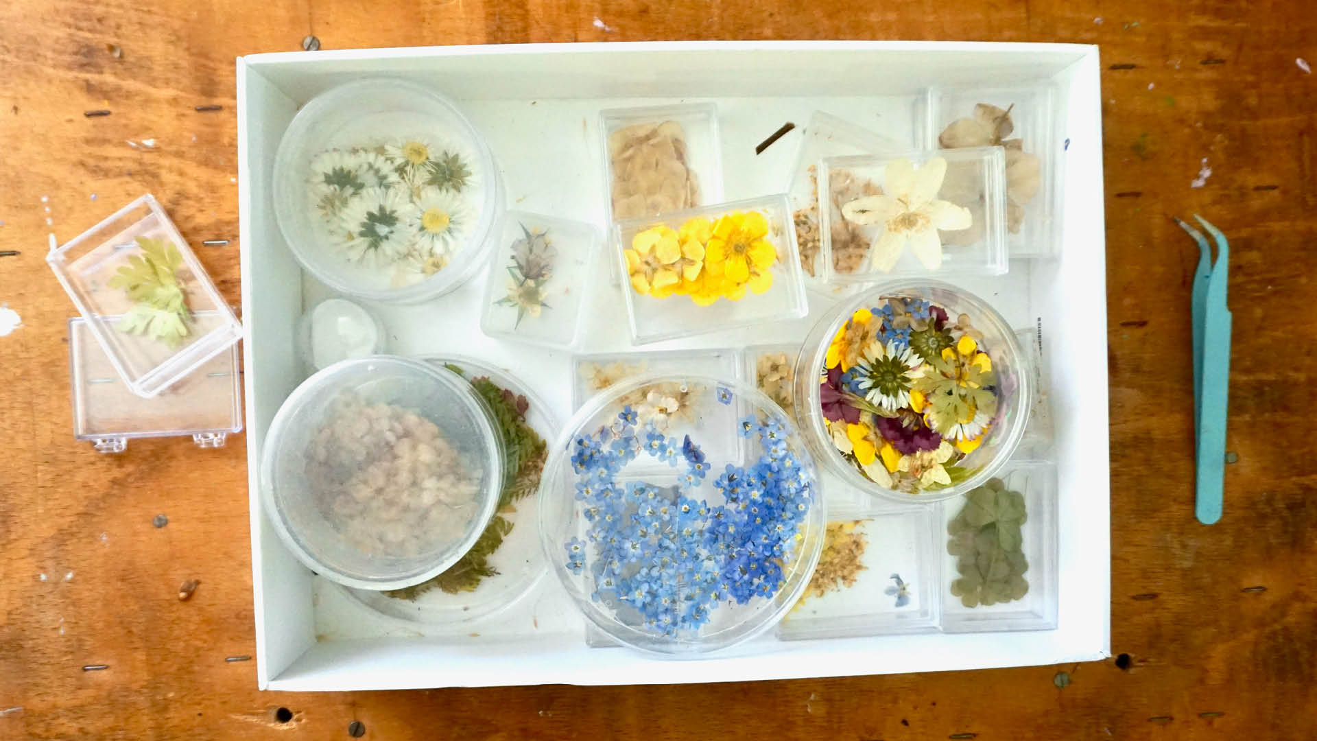 Sammlung von gepressten Blüten und Blätten in kleinen Behältern