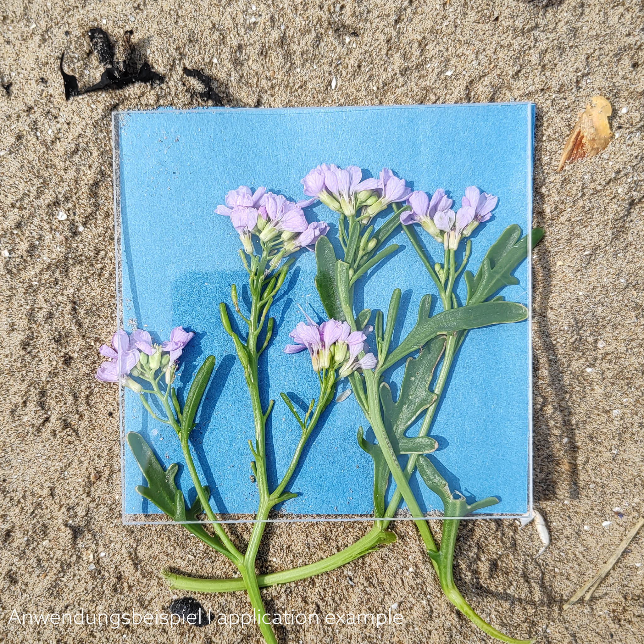 Sunprint Kit : Anwendungsbeispie am Strand